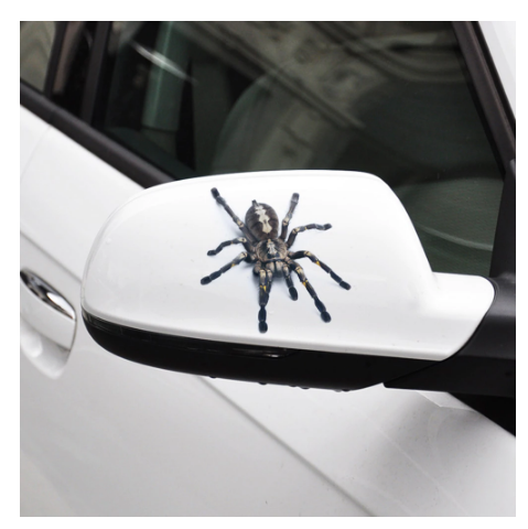 Funny 3D Cartoon Colorful Frogs Spider Feather Car Stickers 